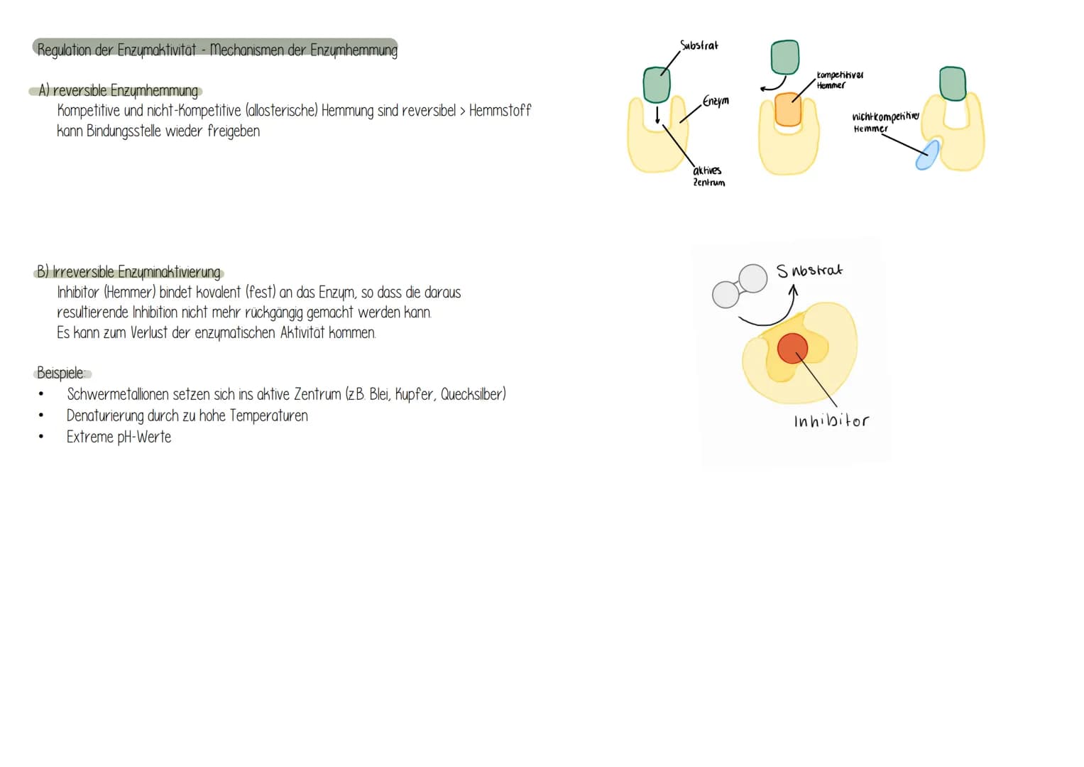 Was sind Enzyme?
sind vom Körper (Organismus) gebildete Wirkstoffen, die alle
chemischen Umsetzungen ermöglichen (BIOKATALYSATOR)
Sind hochm