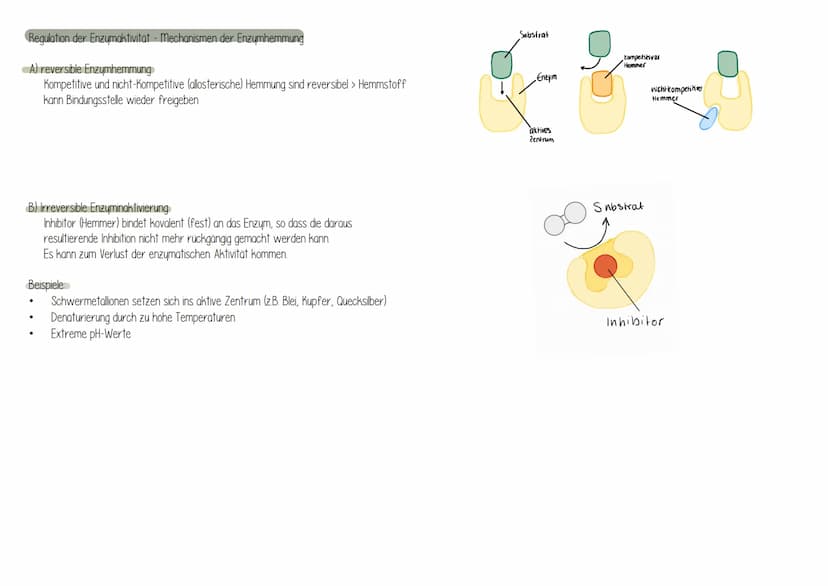 Was sind Enzyme?
sind vom Körper (Organismus) gebildete Wirkstoffen, die alle
chemischen Umsetzungen ermöglichen (BIOKATALYSATOR)
Sind hochm