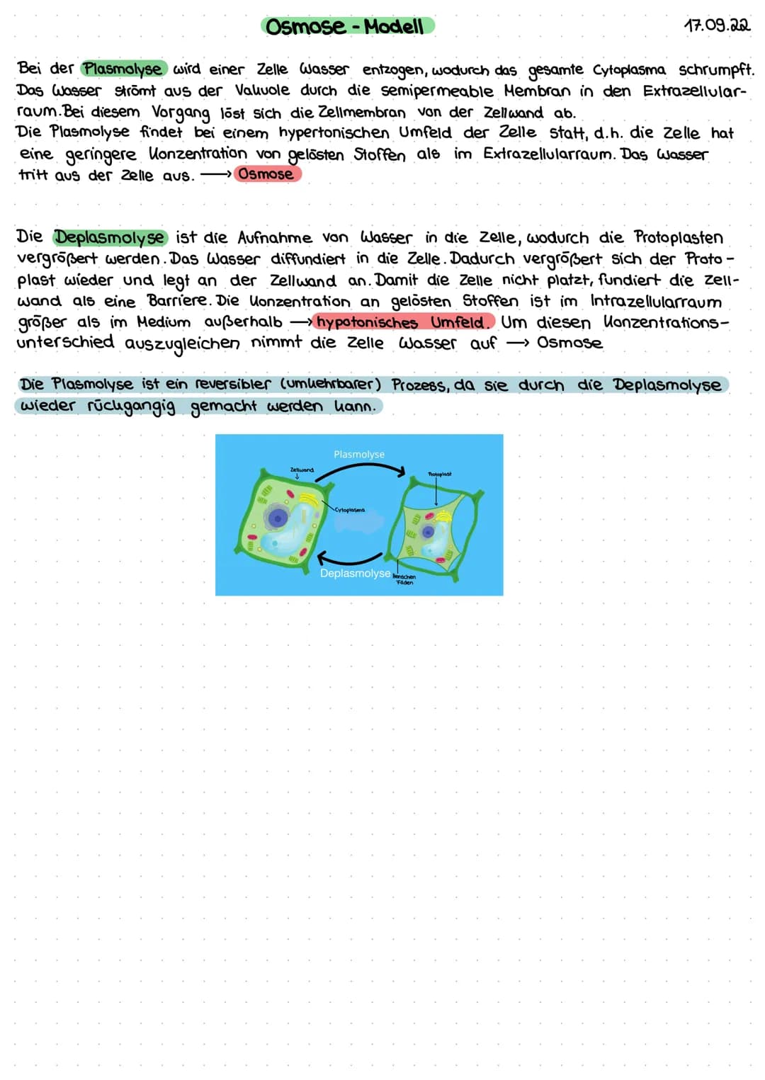 Osmose-Modell
Bei der Plasmolyse wird einer Zelle Wasser entzogen, wodurch das gesamte Cytoplasma schrumpft.
Das Wasser strömt aus der Valvo