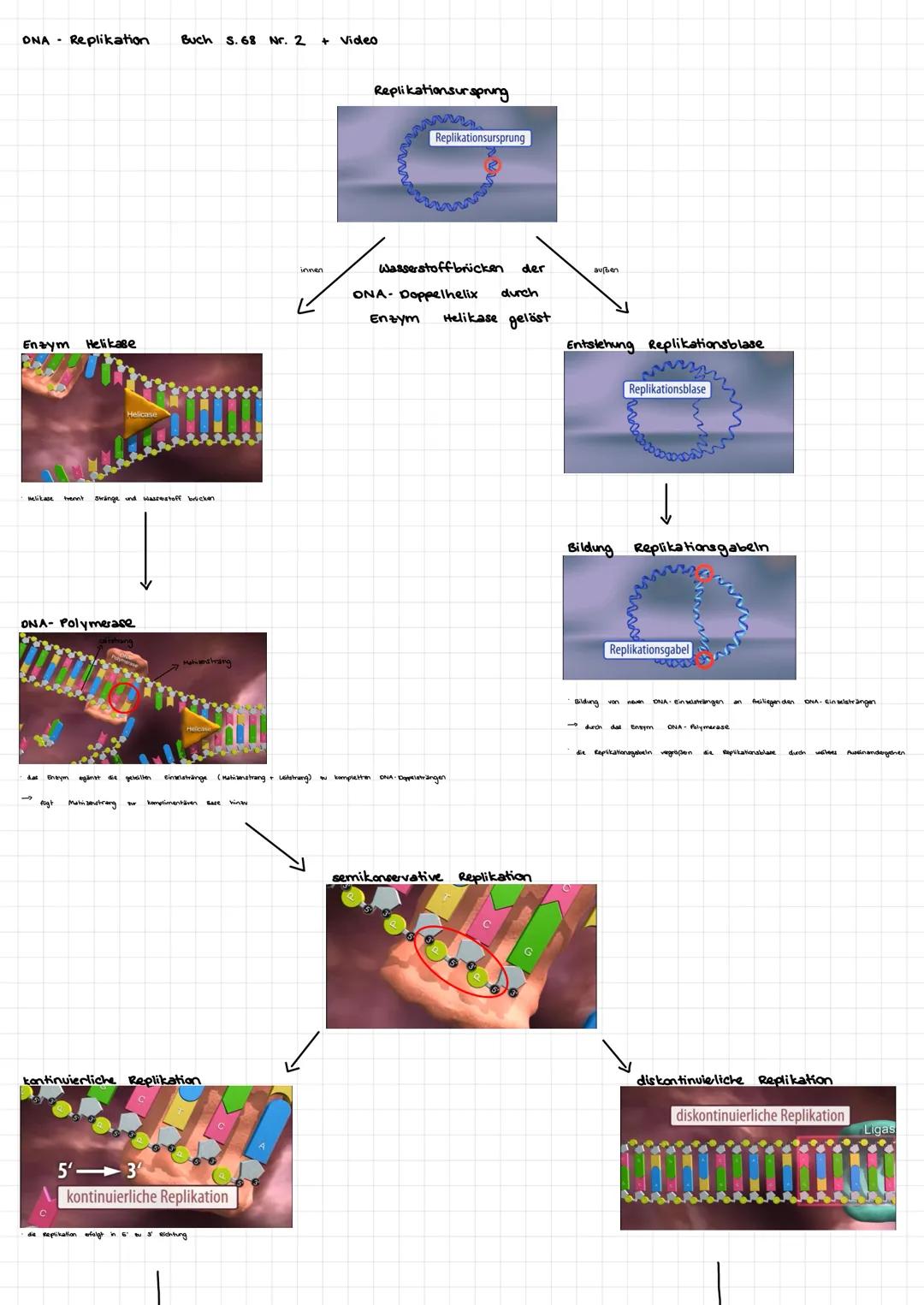 ONA Replikation
Buch S.68 Nr. 2 + Video

Replikationsursprung
Replikationsursprung

Enzym Helikase

ONA- Polymerase

rang

Wasserstoff brück