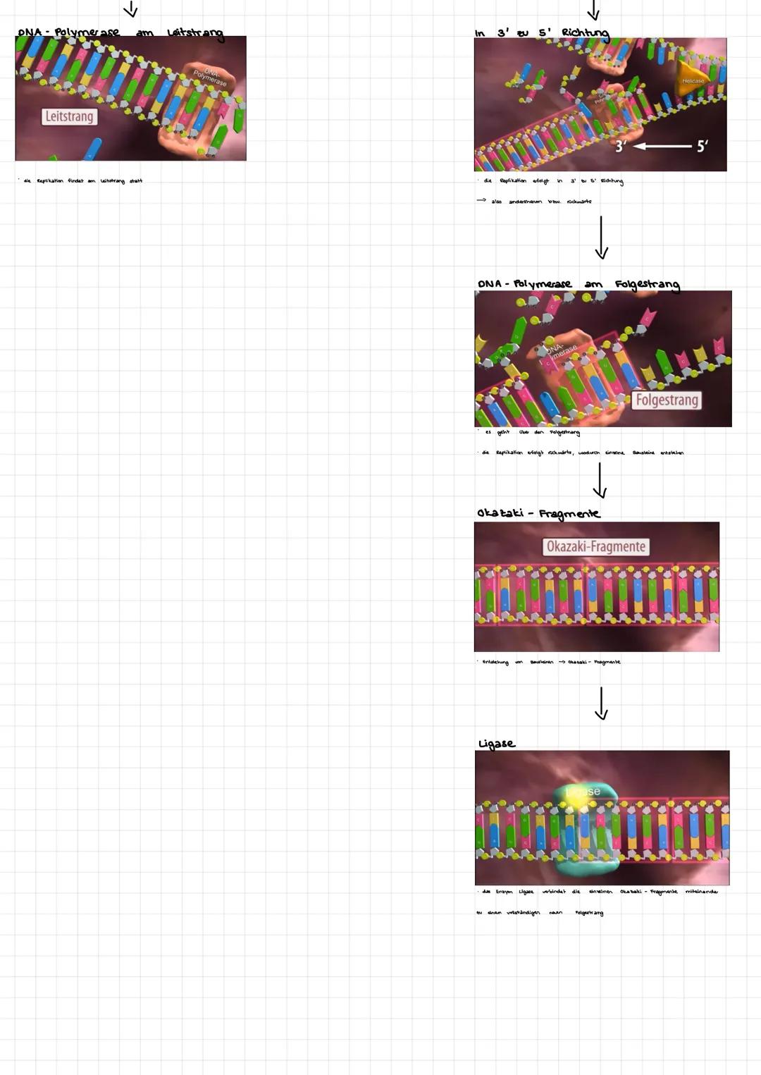 ONA Replikation
Buch S.68 Nr. 2 + Video

Replikationsursprung
Replikationsursprung

Enzym Helikase

ONA- Polymerase

rang

Wasserstoff brück