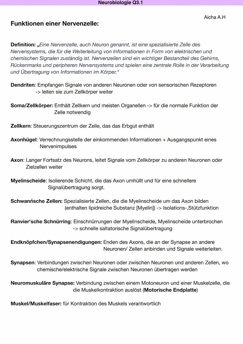 DAS NEURON (NERVENZELLE)
Dentriten
Bau und Funktion der Nervenzelle
Soma
Zellkern
Schwann'sche Zelle
Muskel (-faser)
B
Zellkern
Neurobiologi