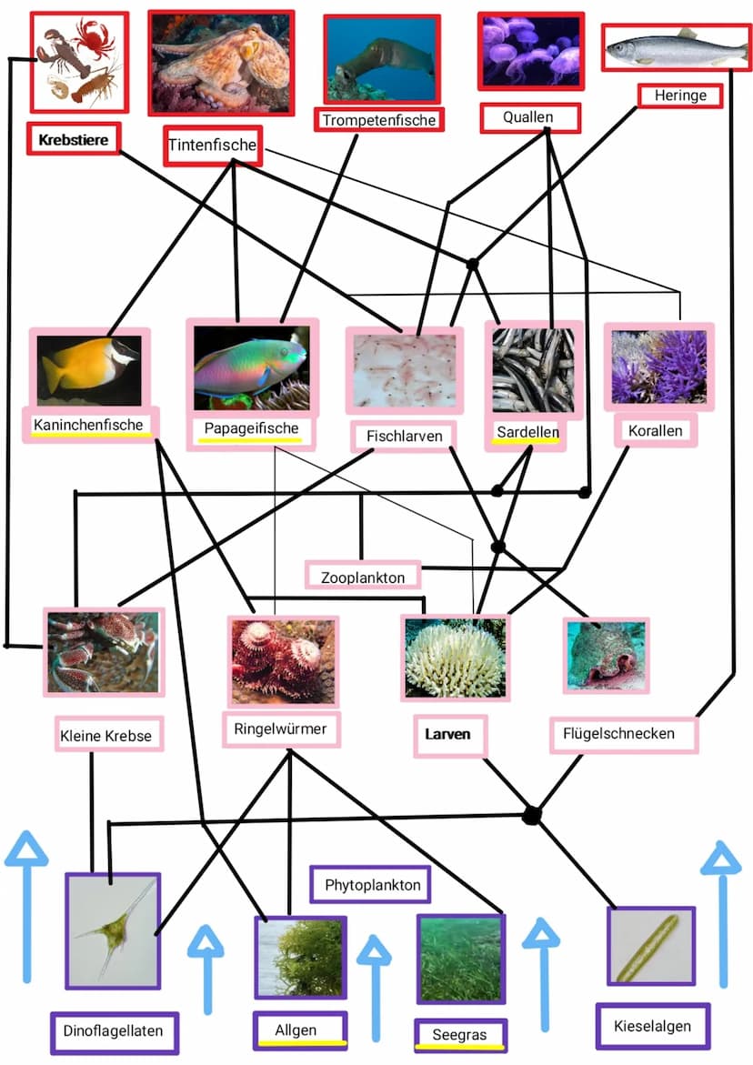 Beschreibung
Die Produzenten bilden im Nahrungsnetz des Korallenriffs eine
große Basis. Marine Pflanzen wie Algen und Seegraas wandeln
Sonne