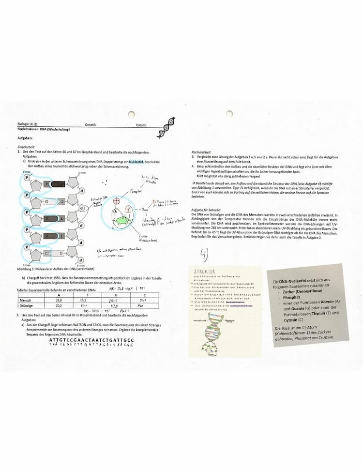 Know Lösungen + Erklärungen vom AB „Arbeitsblatt: Nucleotidsäuren, DNA Aufbau  thumbnail
