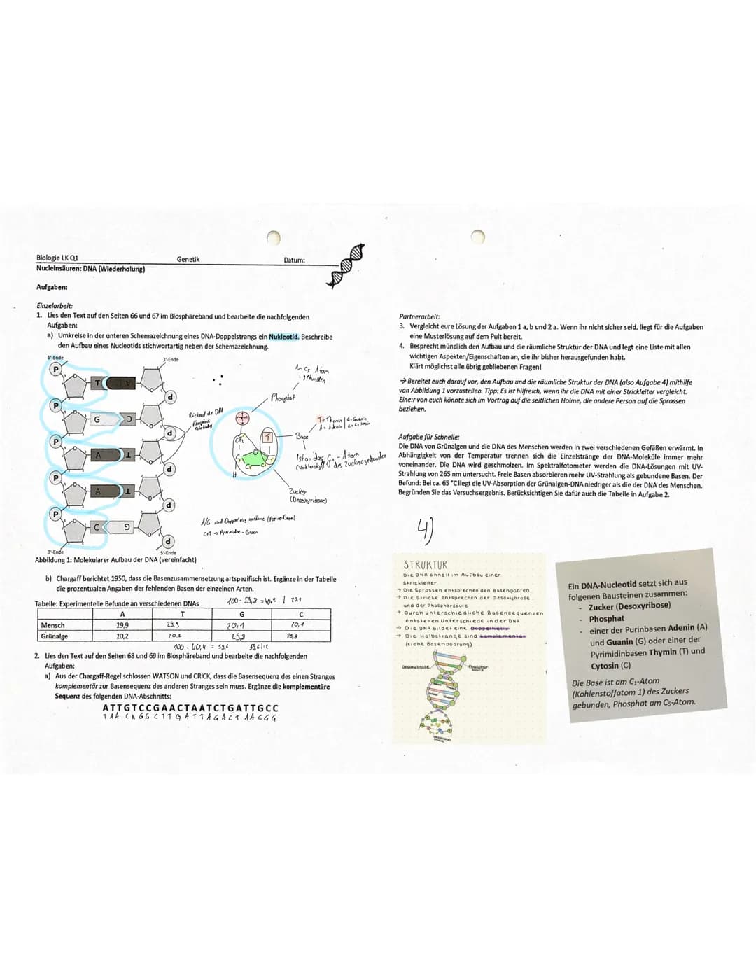 Biologie LK Q1
Nucleinsäuren: DNA (Wiederholung)
Aufgaben:
Einzelarbeit:
1. Lies den Text auf den Seiten 66 und 67 im Biosphäreband und bear