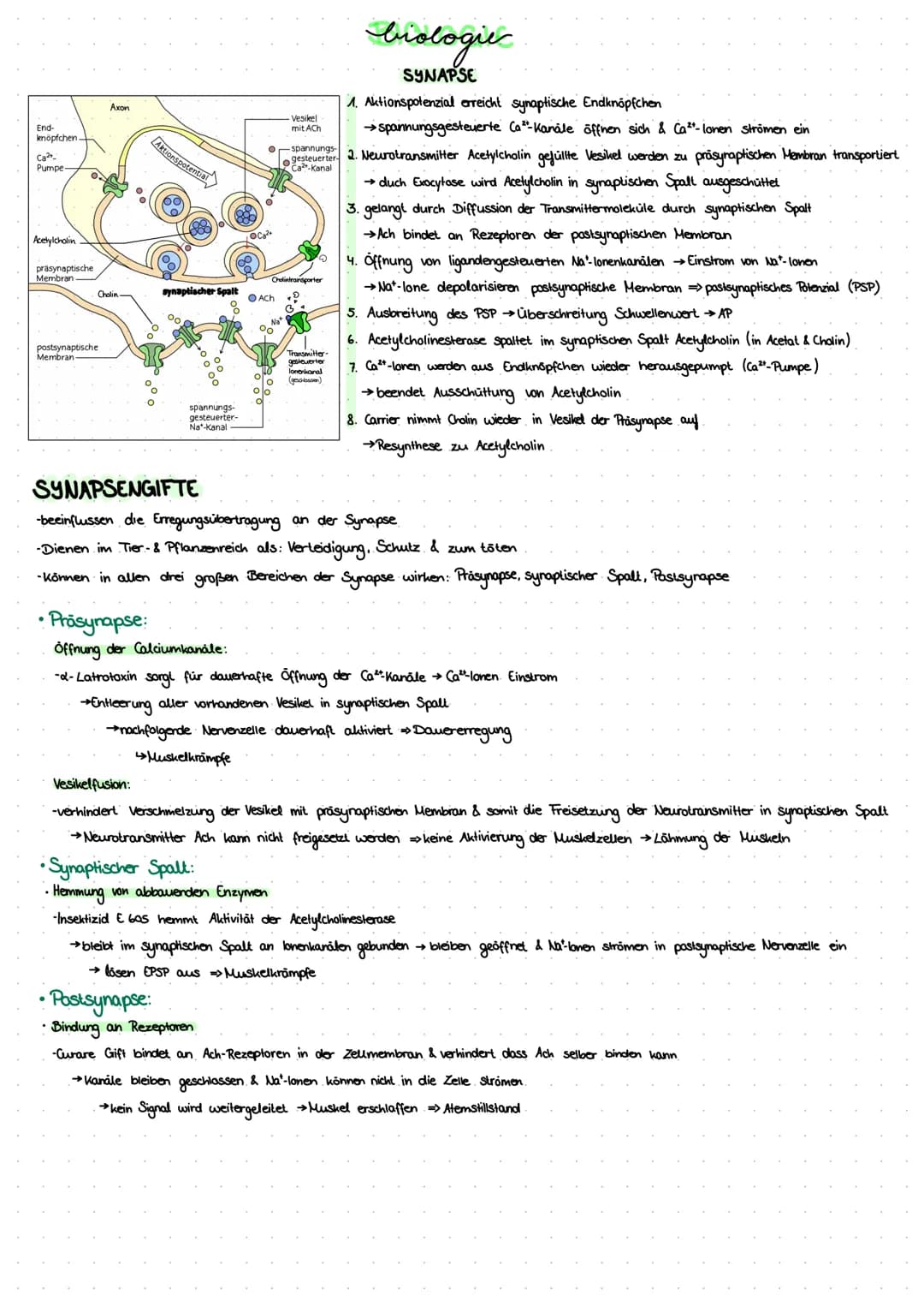End-
knöpfchen-
Ca²+
Pumpe-
Acetylcholin
präsynaptische
Membran-
Axon
Cholin
postsynaptische
Membran
Aktionspotent
• Präsynapse:
synaptische