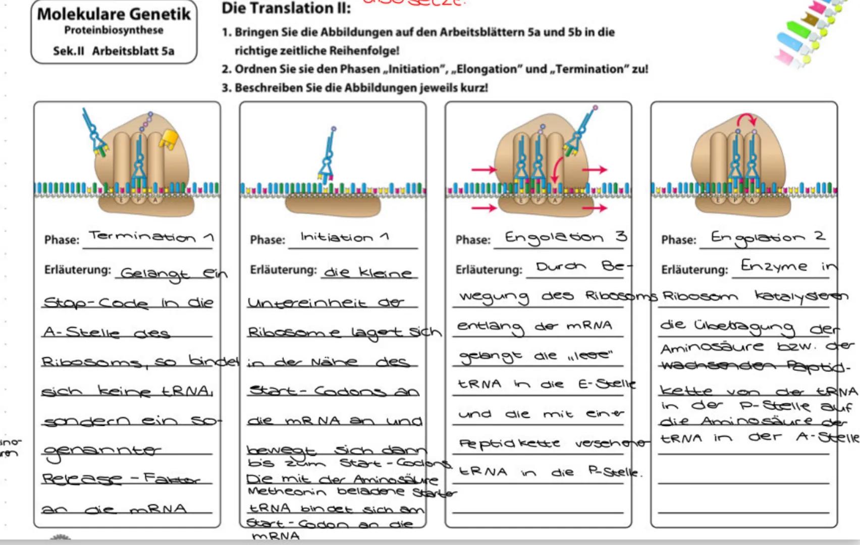 5 von 13
Molekulare Genetik
Proteinbiosynthese
Sek.ll Arbeitsblatt 4
AUO
Start Codon
GIDA 2009
Die Translation I:
1. Benennen Sie die an der