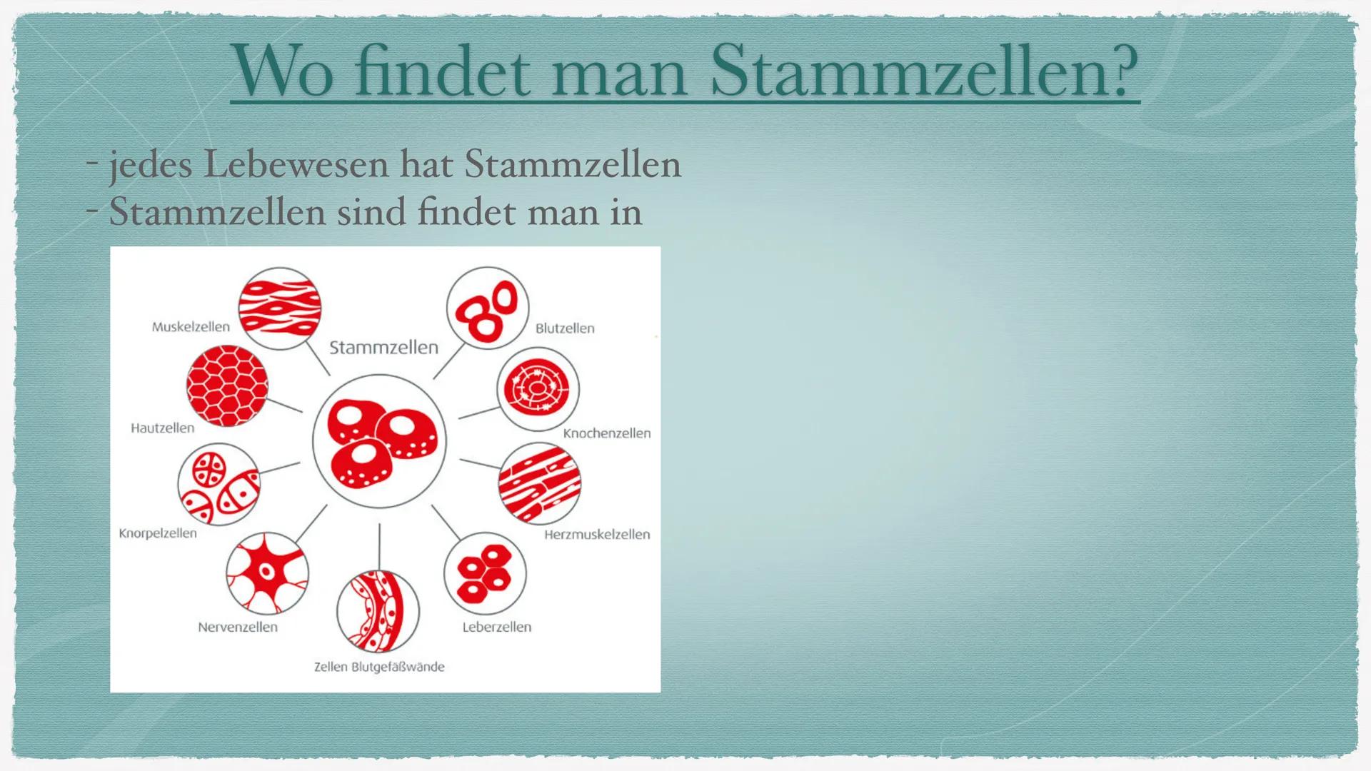 Stammzellen Gliederung
1. Was sind Stammzellen?
2. Wo findet man Stammzellen?
3.
Welche Art von Stammzellen gibt es?
4. Ethik: embryonale St