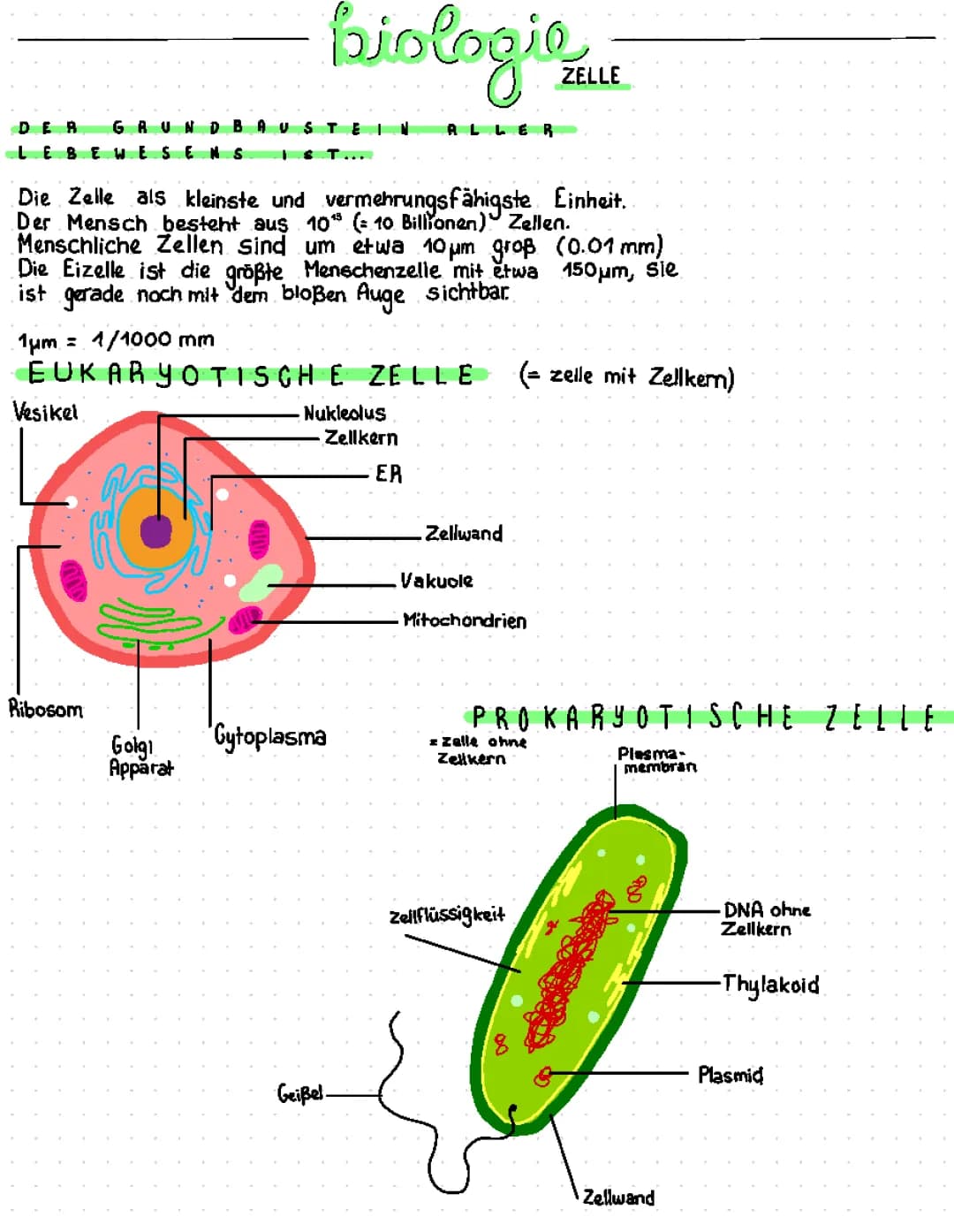 Biologie Zelle