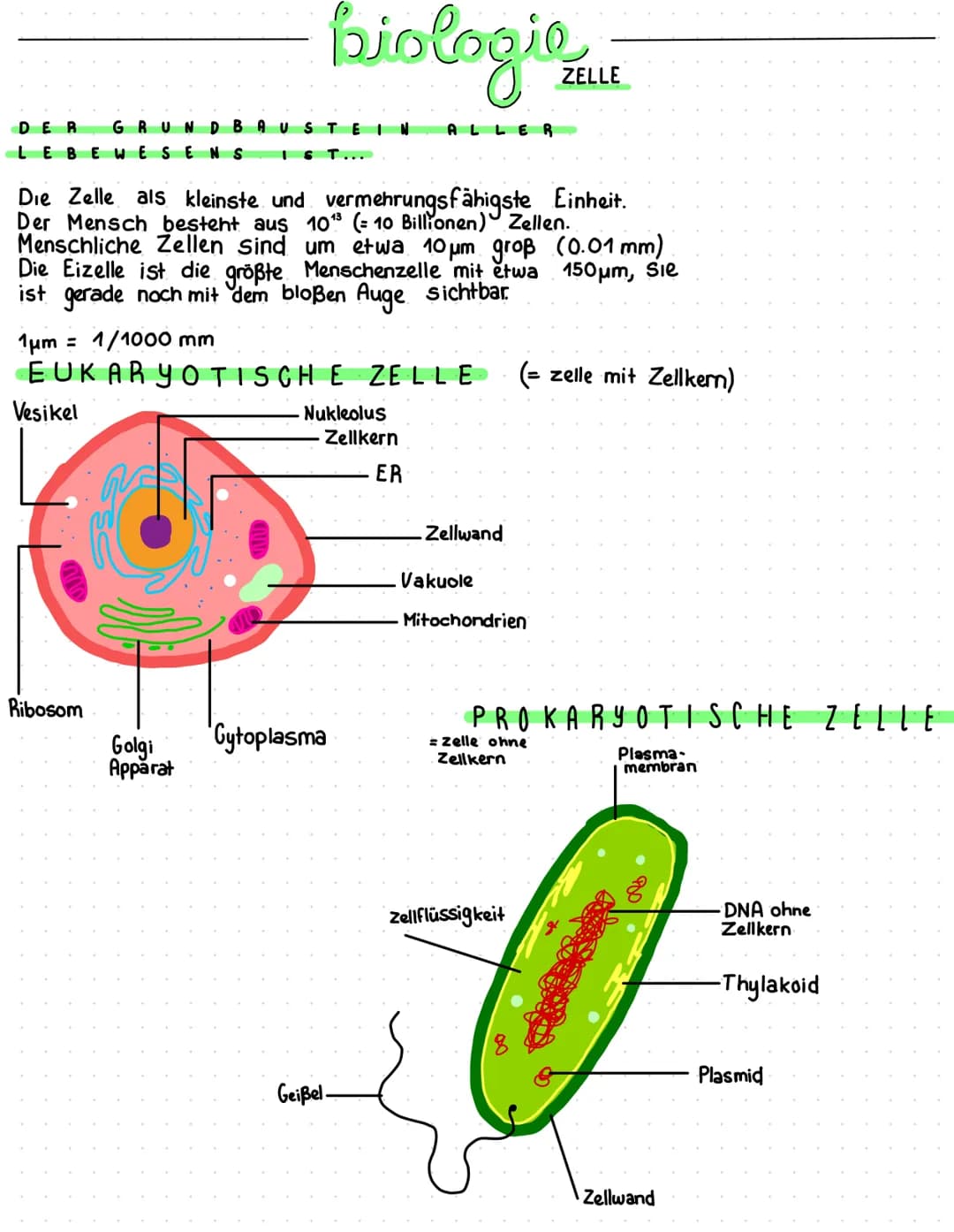 DER GRUND BAUSTE
LEBEWESEN S 1
biologie
Die Zelle als kleinste und vermehrungsfähigste Einheit.
Der Mensch besteht aus
Menschliche Zellen si