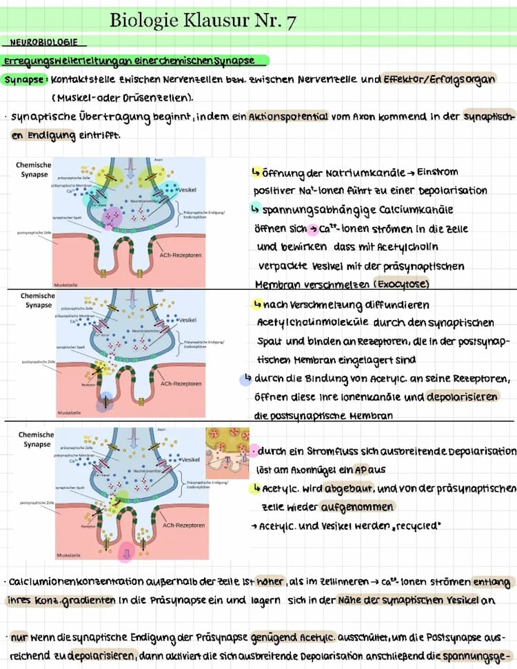 Know Synapse, Hormonsystem und Evolution  thumbnail