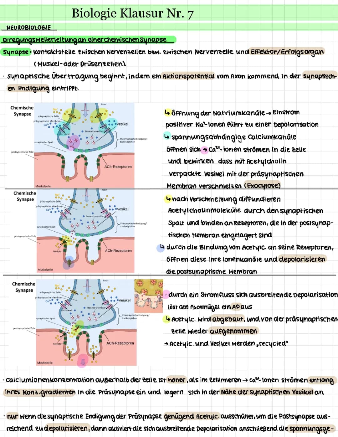 Synapse, Hormonsystem und Evolution 