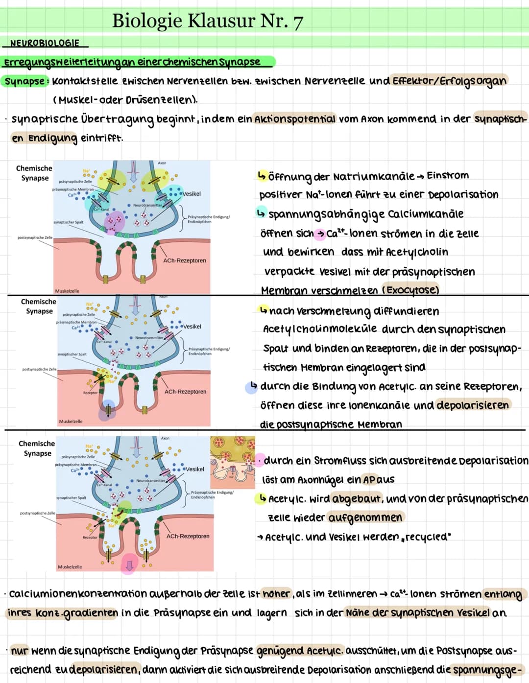 NEUROBIOLOGIE
.
Erregungsweiterleitung an einer chemischen Synapse
Synapse: Kontaktstelle zwischen Nervenzellen bzw. zwischen Nervenzelle un