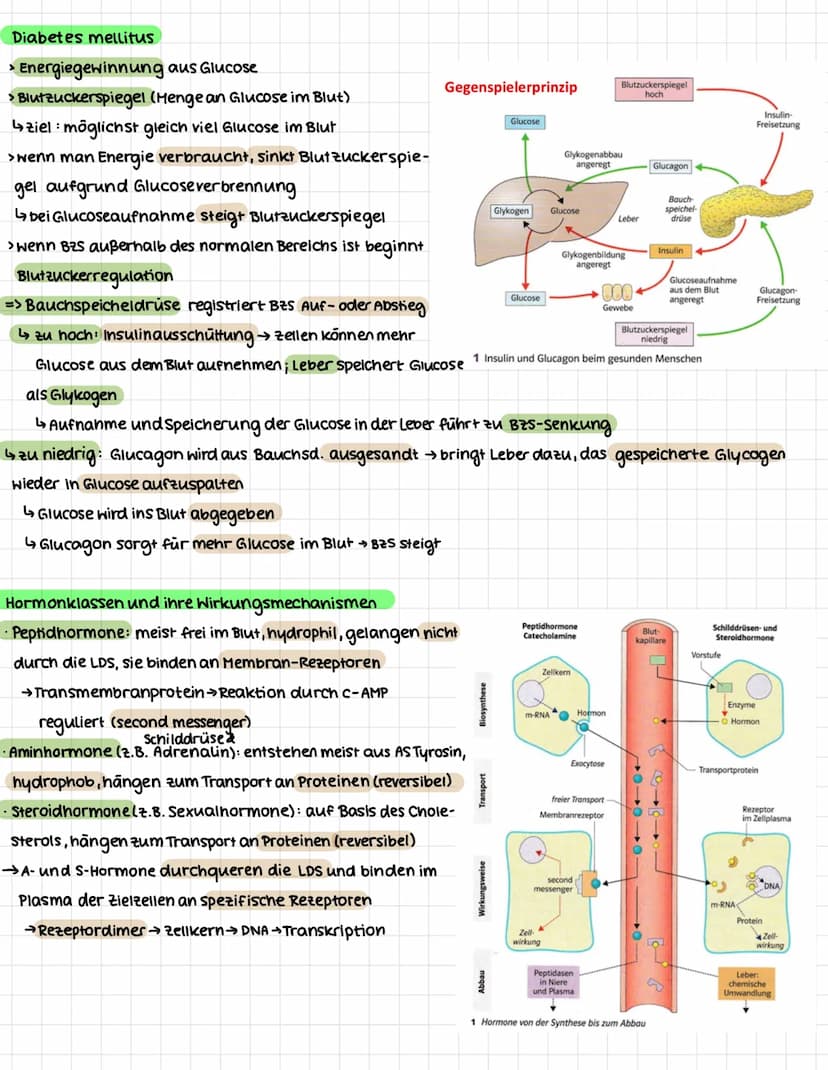 NEUROBIOLOGIE
.
Erregungsweiterleitung an einer chemischen Synapse
Synapse: Kontaktstelle zwischen Nervenzellen bzw. zwischen Nervenzelle un