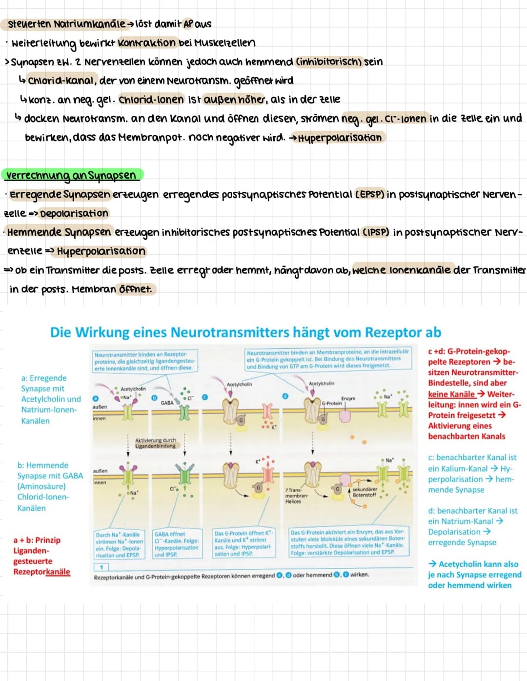 NEUROBIOLOGIE
.
Erregungsweiterleitung an einer chemischen Synapse
Synapse: Kontaktstelle zwischen Nervenzellen bzw. zwischen Nervenzelle un