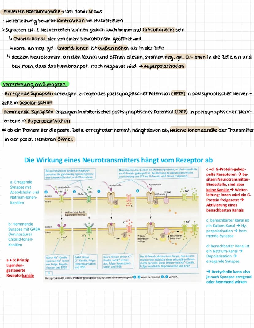 NEUROBIOLOGIE
.
Erregungsweiterleitung an einer chemischen Synapse
Synapse: Kontaktstelle zwischen Nervenzellen bzw. zwischen Nervenzelle un