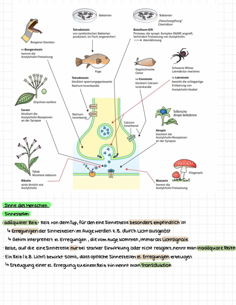 NEUROBIOLOGIE
.
Erregungsweiterleitung an einer chemischen Synapse
Synapse: Kontaktstelle zwischen Nervenzellen bzw. zwischen Nervenzelle un