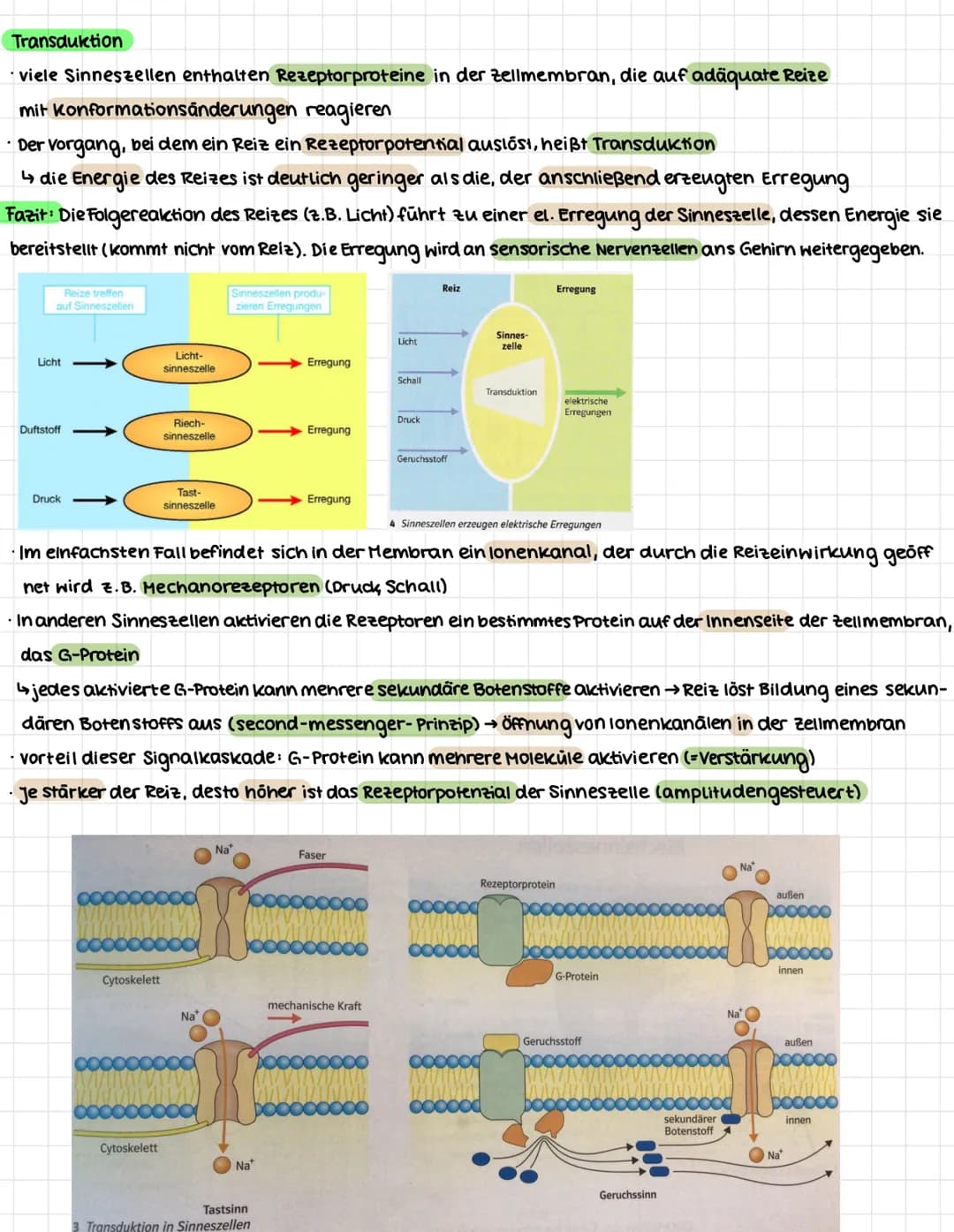 NEUROBIOLOGIE
.
Erregungsweiterleitung an einer chemischen Synapse
Synapse: Kontaktstelle zwischen Nervenzellen bzw. zwischen Nervenzelle un