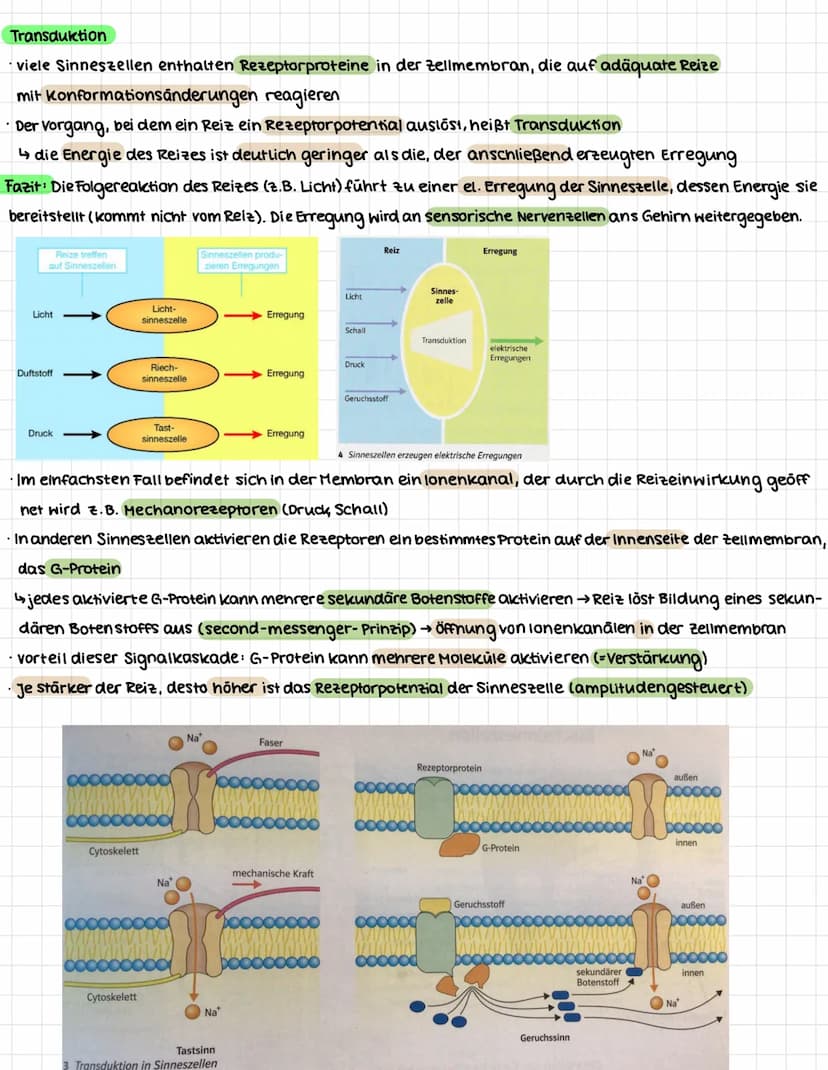 NEUROBIOLOGIE
.
Erregungsweiterleitung an einer chemischen Synapse
Synapse: Kontaktstelle zwischen Nervenzellen bzw. zwischen Nervenzelle un