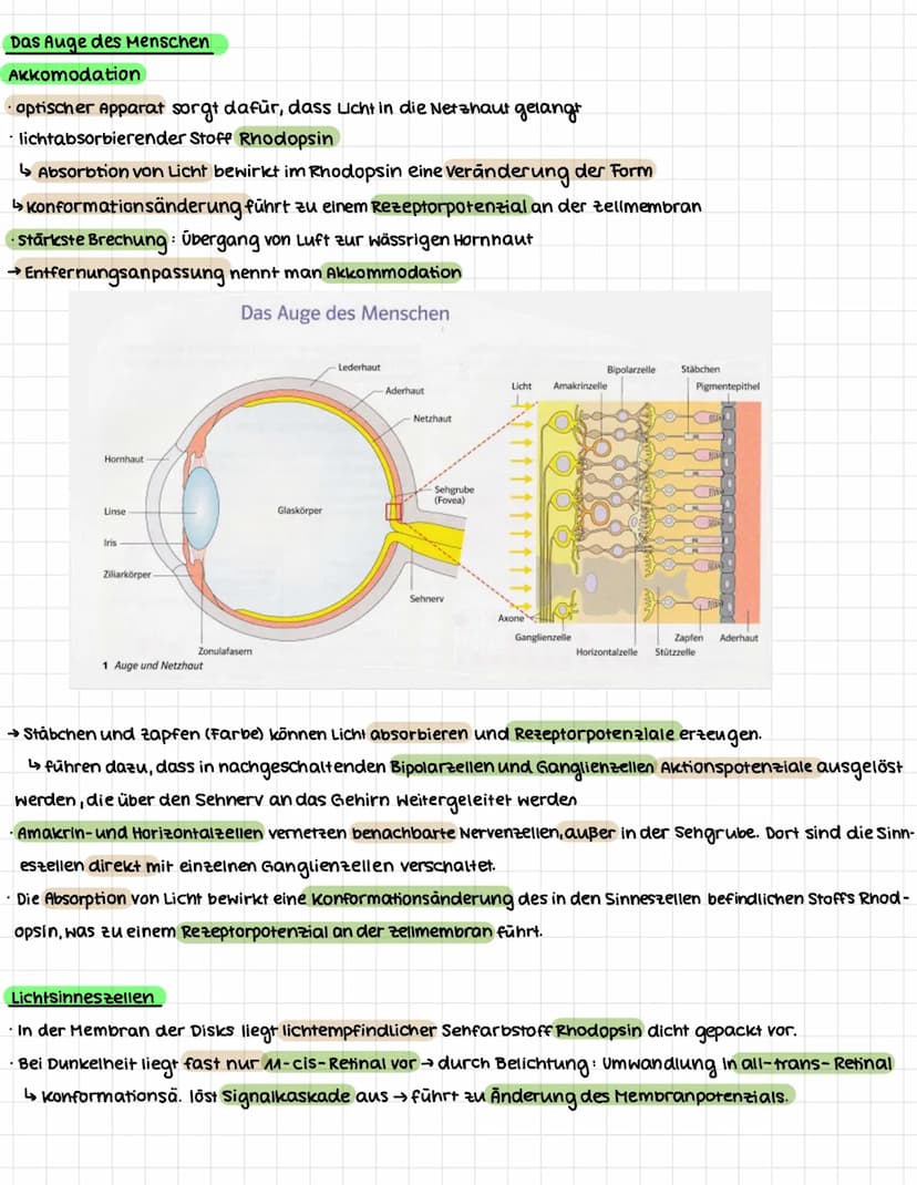 NEUROBIOLOGIE
.
Erregungsweiterleitung an einer chemischen Synapse
Synapse: Kontaktstelle zwischen Nervenzellen bzw. zwischen Nervenzelle un