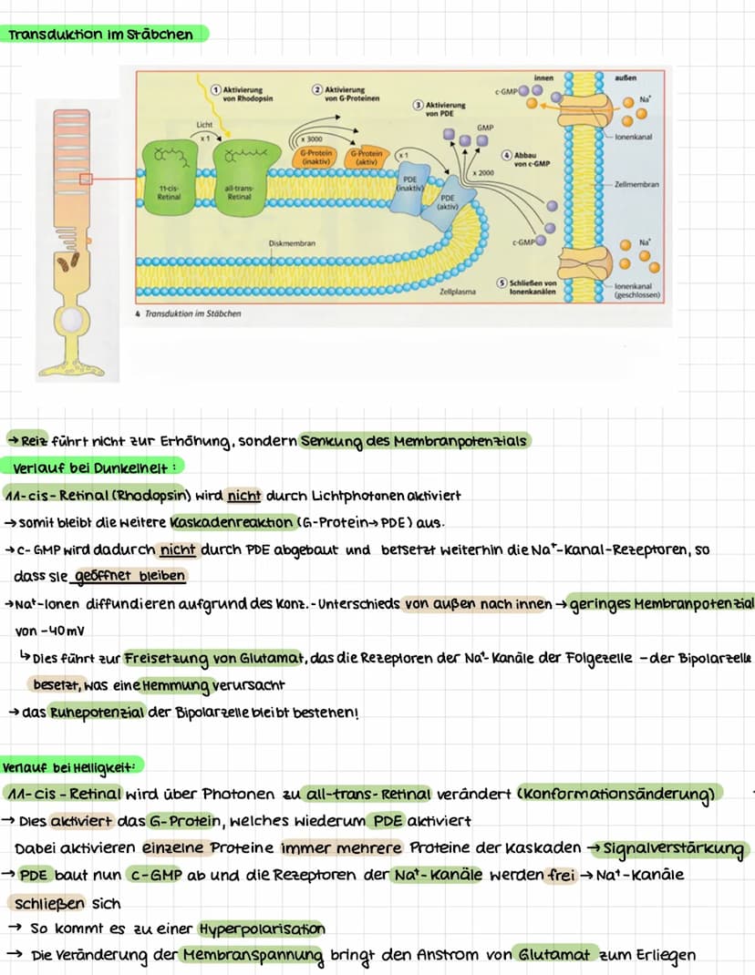 NEUROBIOLOGIE
.
Erregungsweiterleitung an einer chemischen Synapse
Synapse: Kontaktstelle zwischen Nervenzellen bzw. zwischen Nervenzelle un