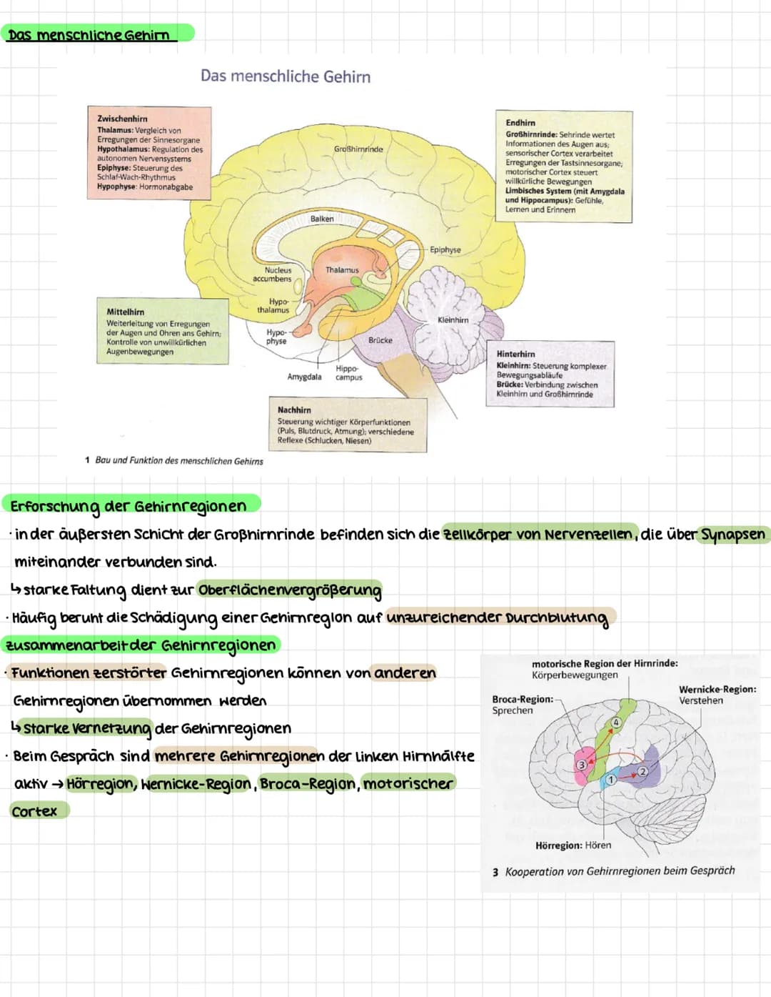 NEUROBIOLOGIE
.
Erregungsweiterleitung an einer chemischen Synapse
Synapse: Kontaktstelle zwischen Nervenzellen bzw. zwischen Nervenzelle un