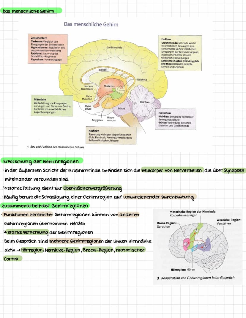 NEUROBIOLOGIE
.
Erregungsweiterleitung an einer chemischen Synapse
Synapse: Kontaktstelle zwischen Nervenzellen bzw. zwischen Nervenzelle un
