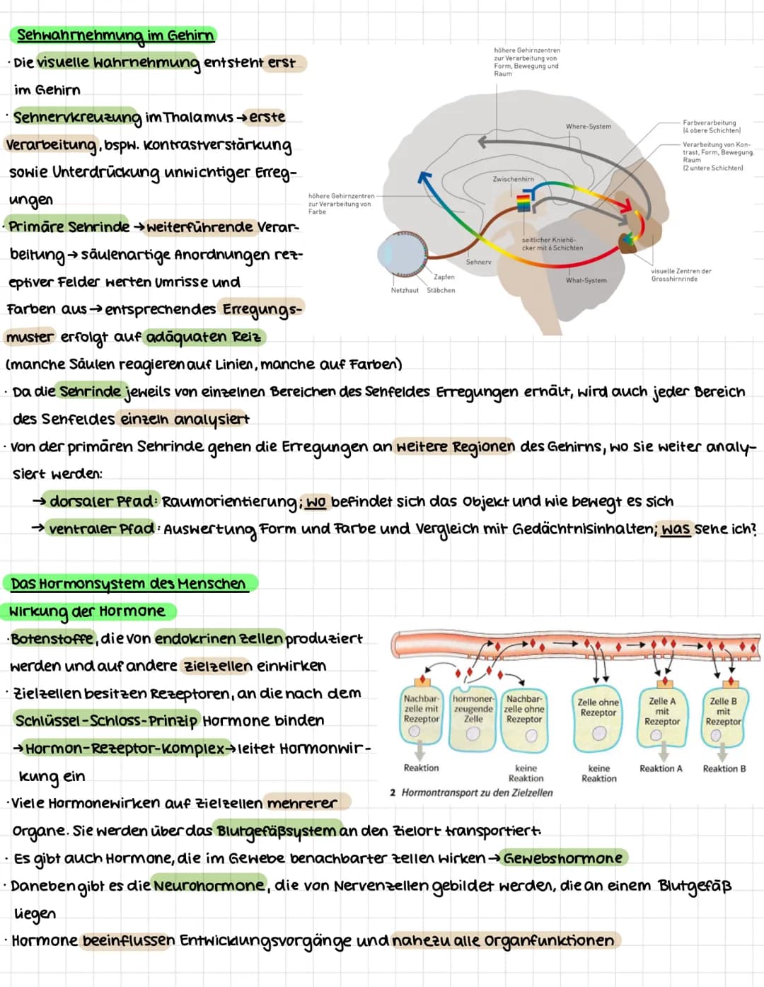 NEUROBIOLOGIE
.
Erregungsweiterleitung an einer chemischen Synapse
Synapse: Kontaktstelle zwischen Nervenzellen bzw. zwischen Nervenzelle un