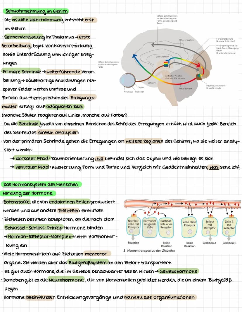 NEUROBIOLOGIE
.
Erregungsweiterleitung an einer chemischen Synapse
Synapse: Kontaktstelle zwischen Nervenzellen bzw. zwischen Nervenzelle un