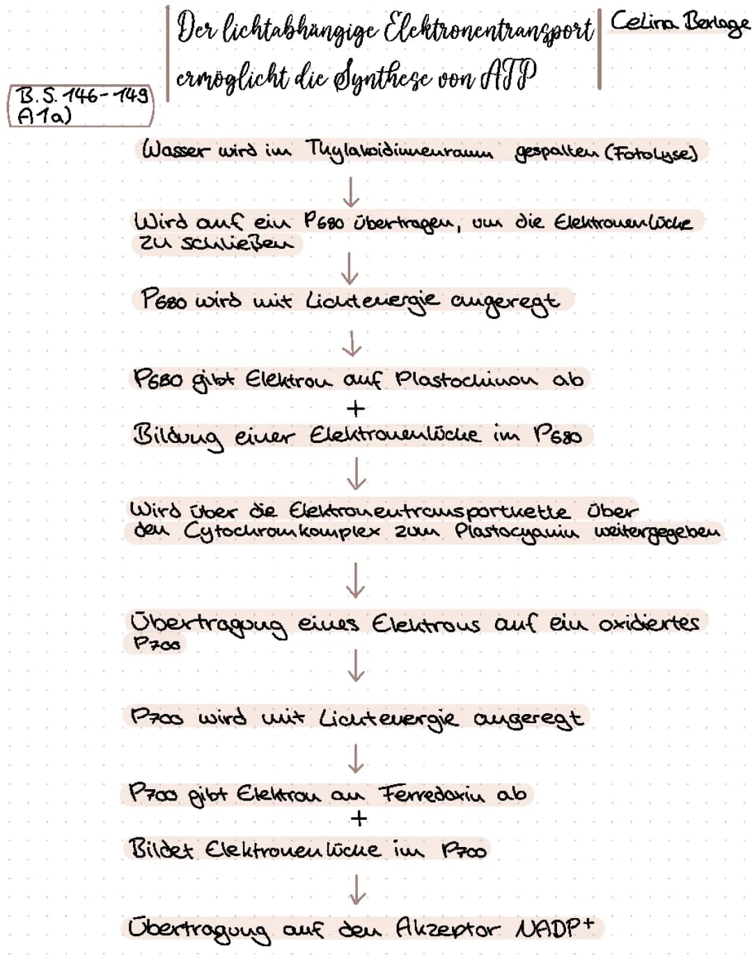 Lichtabhängige und lichtunabhängige Reaktion der Photosynthese - Ablauf und Schema