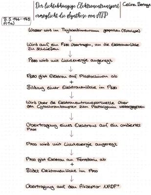 Know Die lichtabhängige Reaktion der Photosynthese, Schaubild  thumbnail