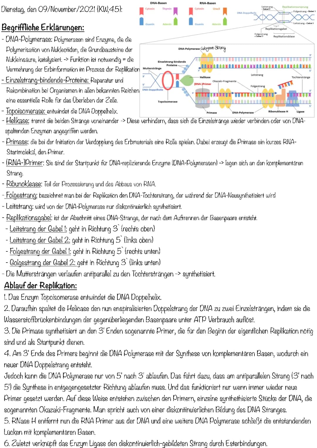 DNA-Replikation/ Meselson-Stahl-Experiment 