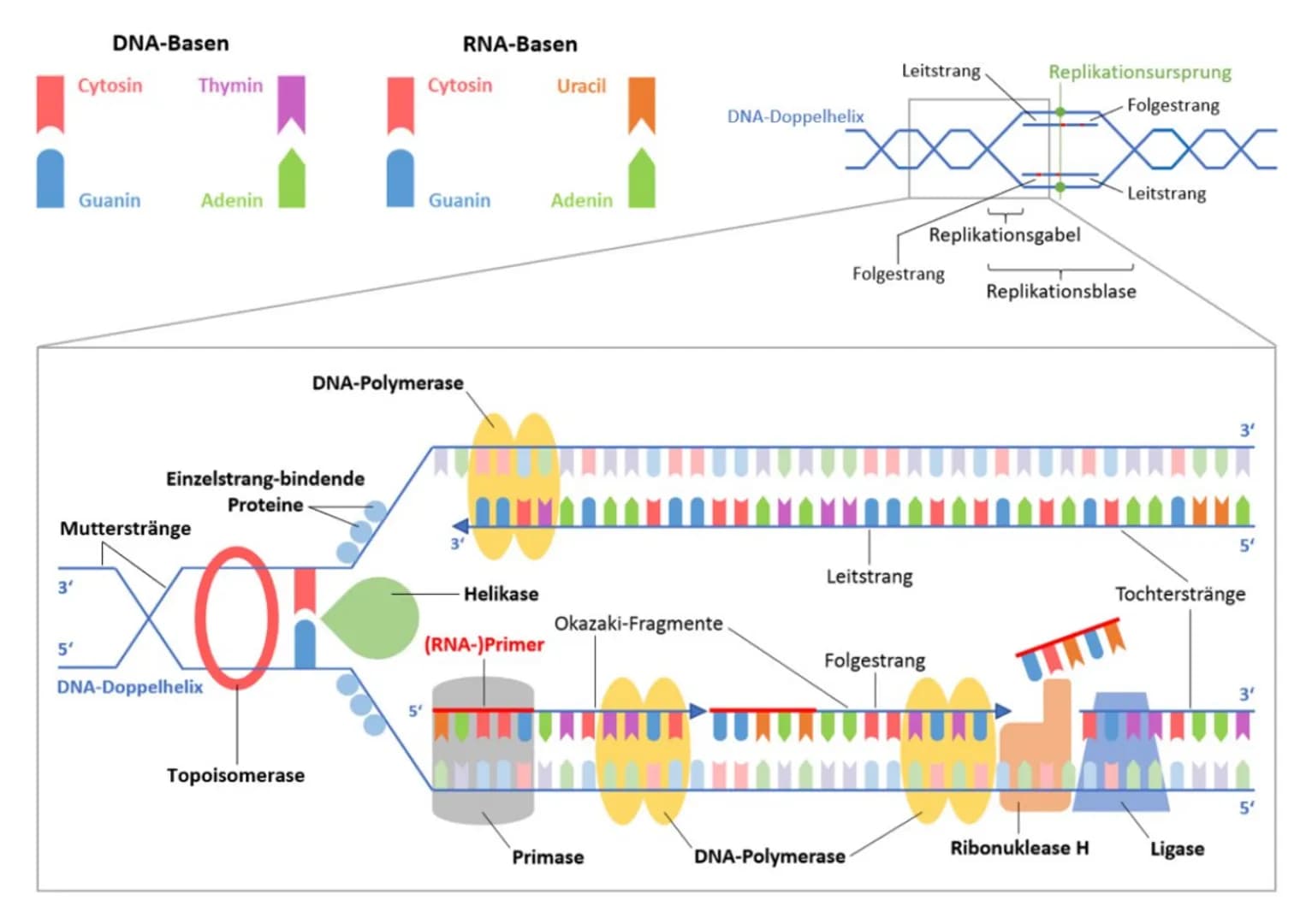 Dienstag, den 09/November/2021 (KW,45):
Begriffliche Erklärungen:
-DNA-Polymerase: Polymerasen sind Enzyme, die die
Polymerisation von Nukle