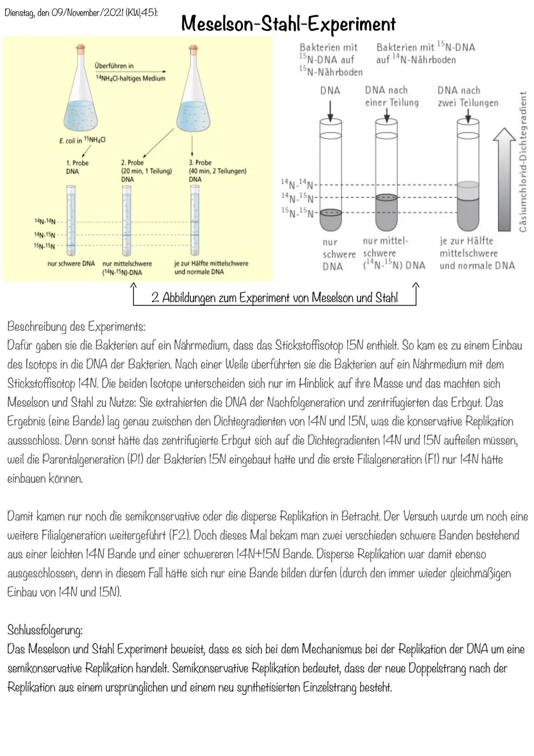 Dienstag, den 09/November/2021 (KW,45):
Begriffliche Erklärungen:
-DNA-Polymerase: Polymerasen sind Enzyme, die die
Polymerisation von Nukle