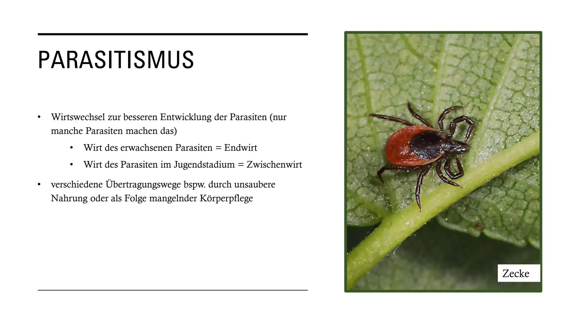 DIE
BEZIEHUNGEN
ZWISCHEN
LEBEWESEN GLIEDERUNG
• Interspezifische Beziehungen
Intraspezifische Beziehungen
●
• Symbiose
●
• Parasitismus
Prob