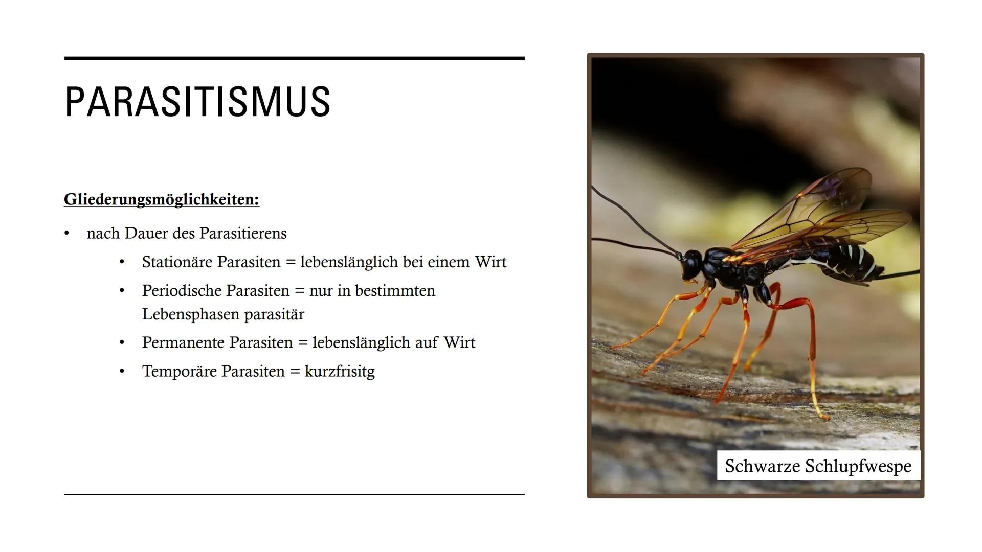 DIE
BEZIEHUNGEN
ZWISCHEN
LEBEWESEN GLIEDERUNG
• Interspezifische Beziehungen
Intraspezifische Beziehungen
●
• Symbiose
●
• Parasitismus
Prob