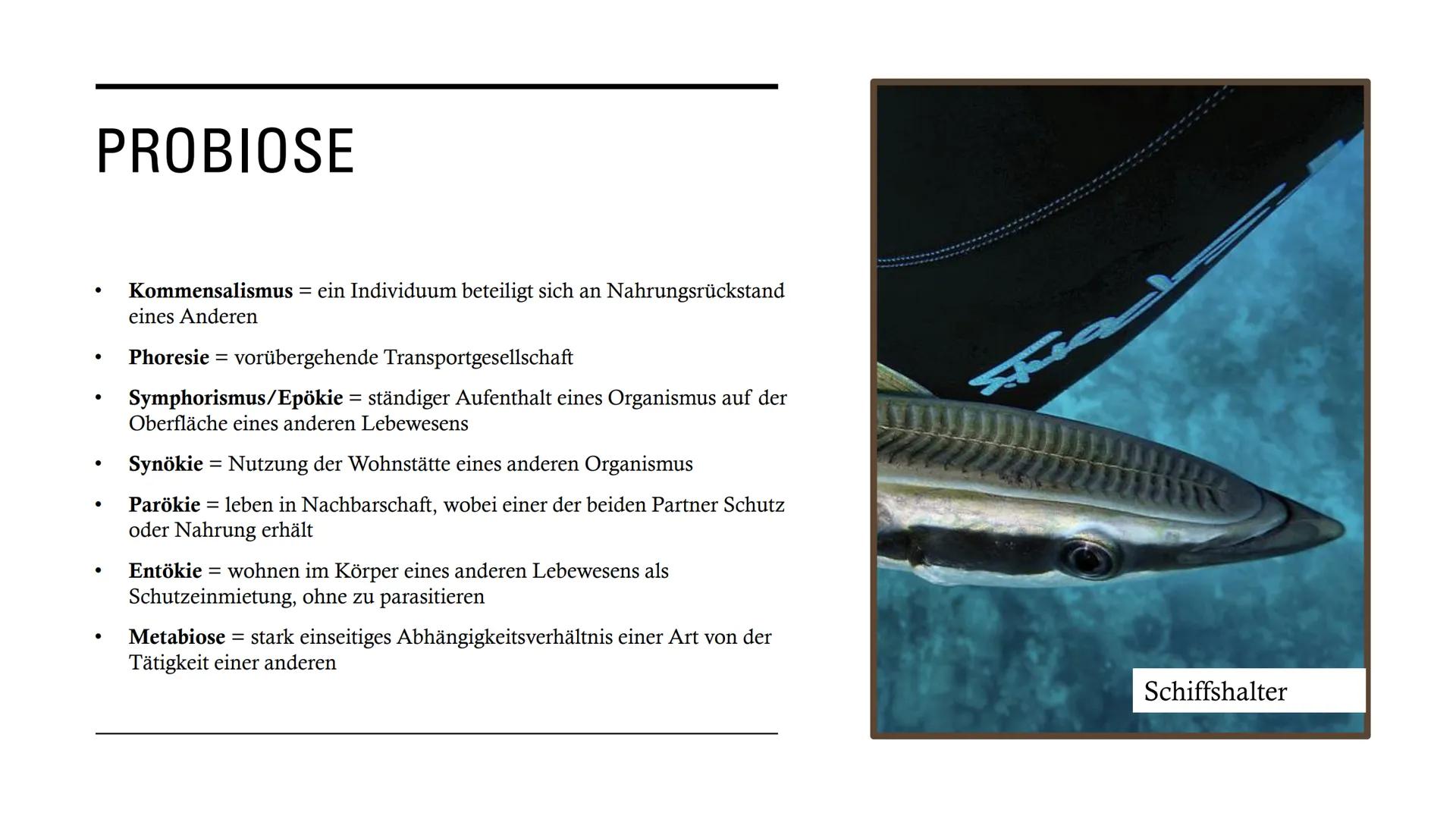 DIE
BEZIEHUNGEN
ZWISCHEN
LEBEWESEN GLIEDERUNG
• Interspezifische Beziehungen
Intraspezifische Beziehungen
●
• Symbiose
●
• Parasitismus
Prob