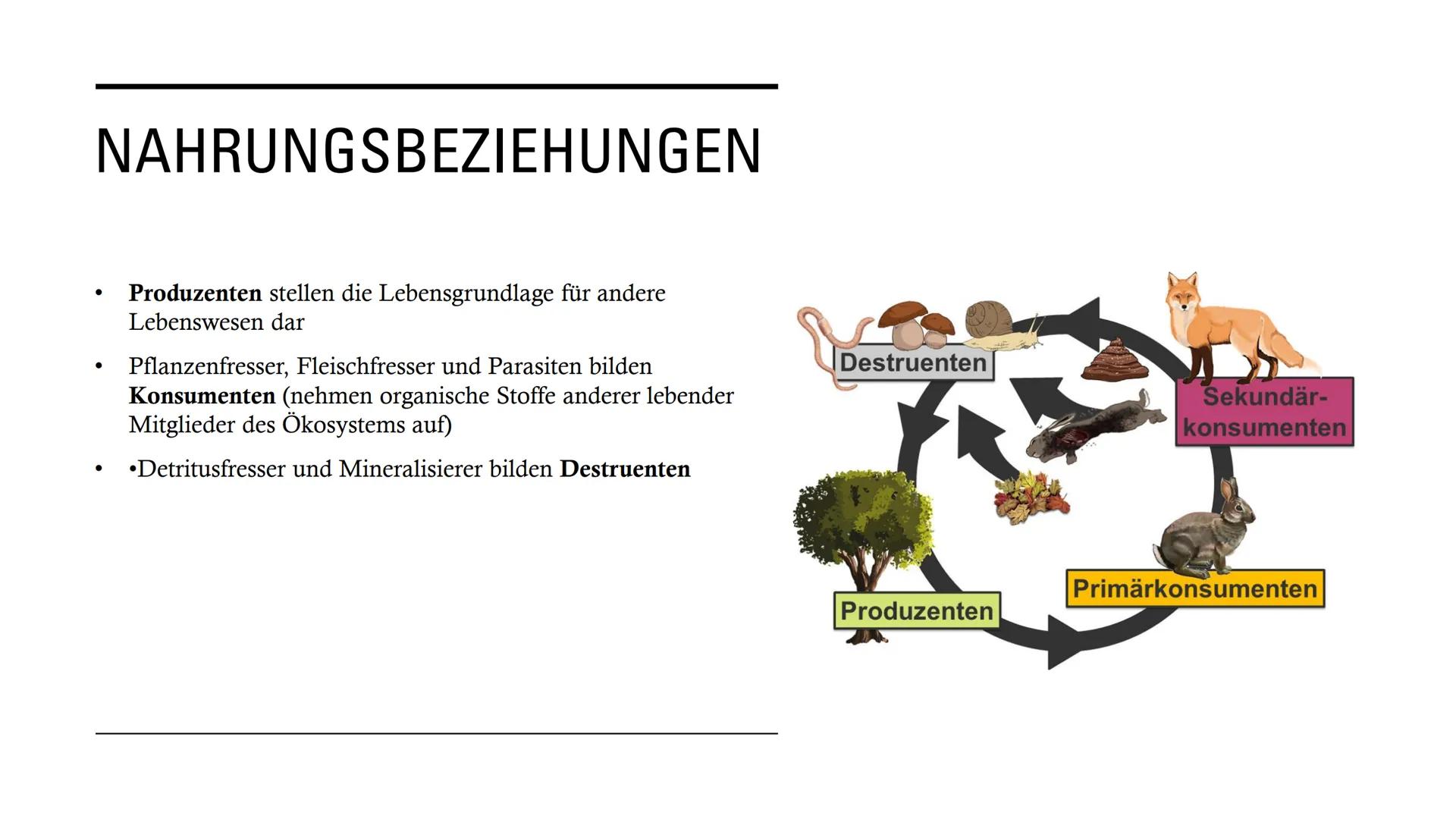 DIE
BEZIEHUNGEN
ZWISCHEN
LEBEWESEN GLIEDERUNG
• Interspezifische Beziehungen
Intraspezifische Beziehungen
●
• Symbiose
●
• Parasitismus
Prob