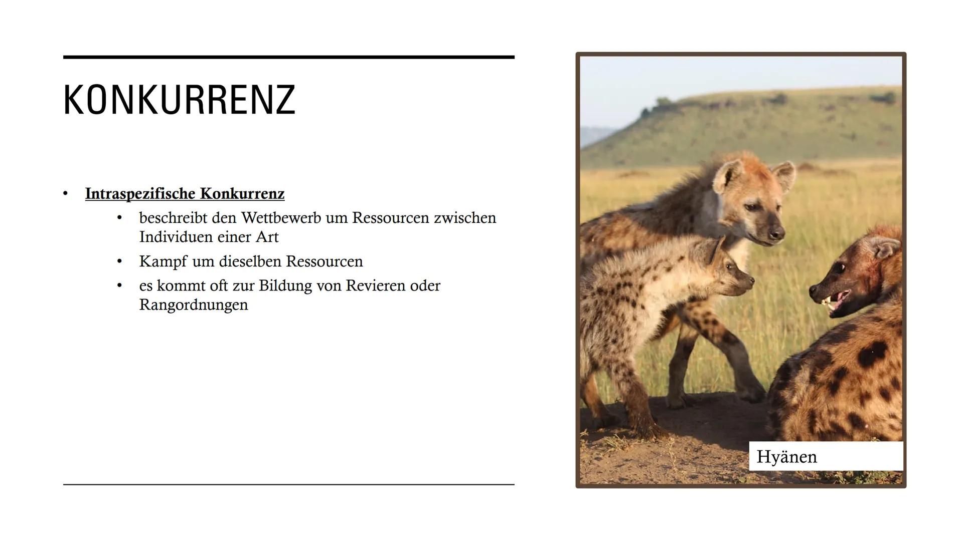 DIE
BEZIEHUNGEN
ZWISCHEN
LEBEWESEN GLIEDERUNG
• Interspezifische Beziehungen
Intraspezifische Beziehungen
●
• Symbiose
●
• Parasitismus
Prob