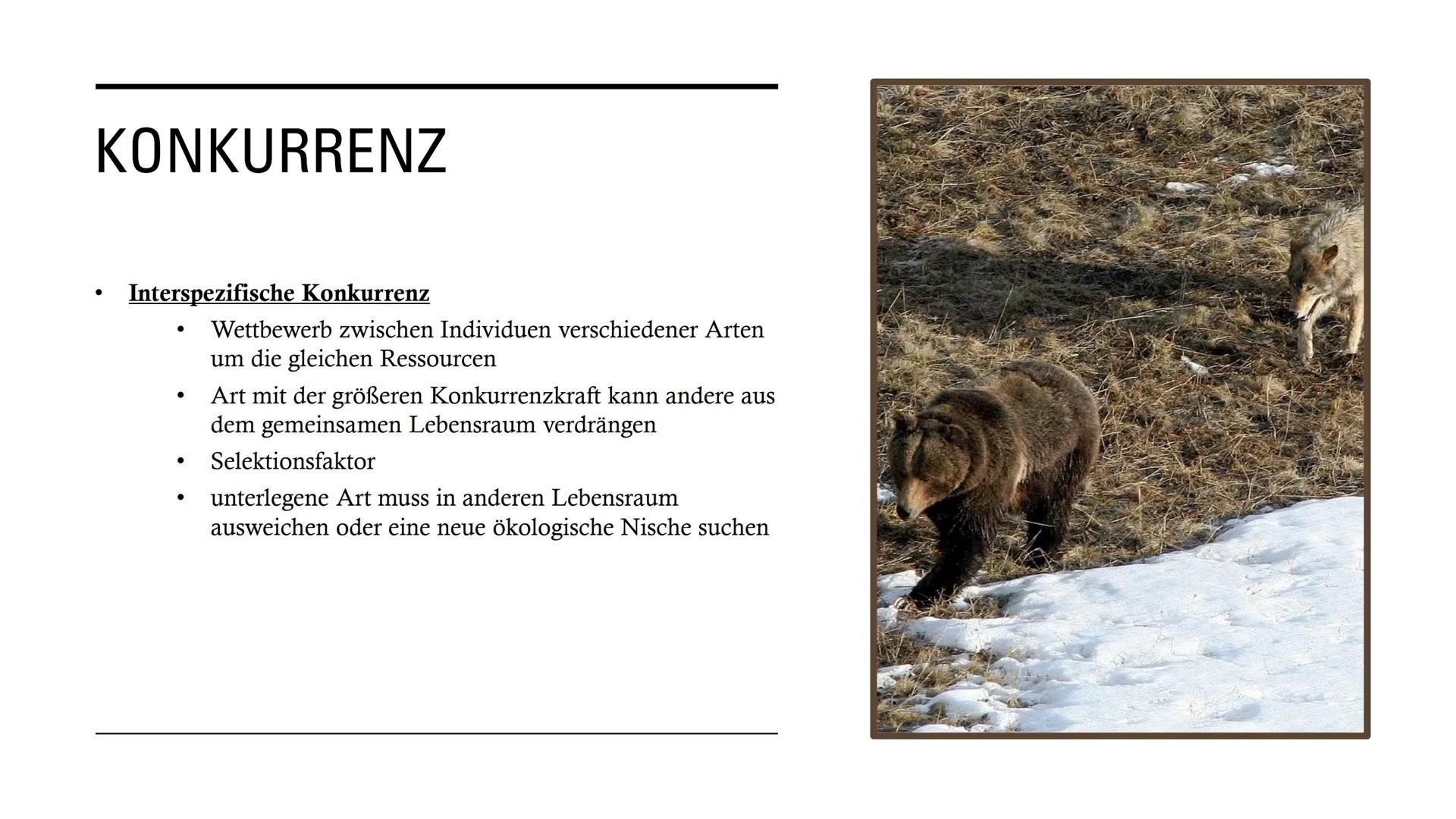 DIE
BEZIEHUNGEN
ZWISCHEN
LEBEWESEN GLIEDERUNG
• Interspezifische Beziehungen
Intraspezifische Beziehungen
●
• Symbiose
●
• Parasitismus
Prob