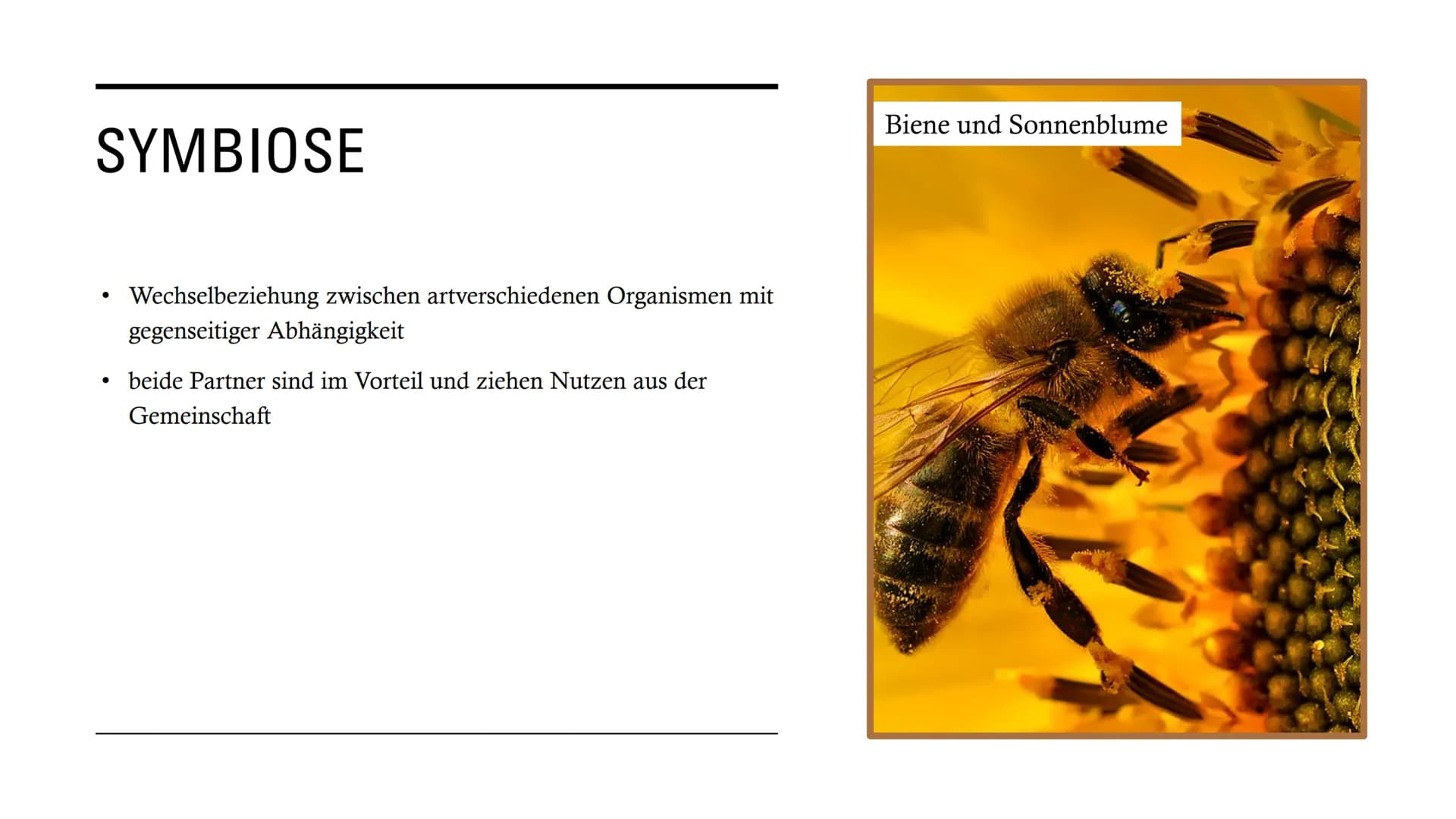 DIE
BEZIEHUNGEN
ZWISCHEN
LEBEWESEN GLIEDERUNG
• Interspezifische Beziehungen
Intraspezifische Beziehungen
●
• Symbiose
●
• Parasitismus
Prob