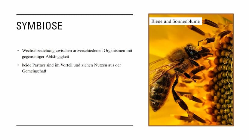DIE
BEZIEHUNGEN
ZWISCHEN
LEBEWESEN GLIEDERUNG
• Interspezifische Beziehungen
Intraspezifische Beziehungen
●
• Symbiose
●
• Parasitismus
Prob