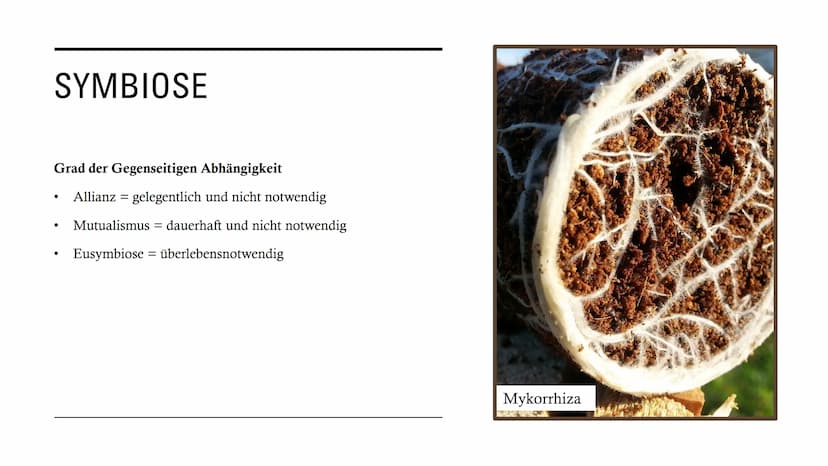 DIE
BEZIEHUNGEN
ZWISCHEN
LEBEWESEN GLIEDERUNG
• Interspezifische Beziehungen
Intraspezifische Beziehungen
●
• Symbiose
●
• Parasitismus
Prob