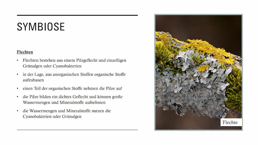 DIE
BEZIEHUNGEN
ZWISCHEN
LEBEWESEN GLIEDERUNG
• Interspezifische Beziehungen
Intraspezifische Beziehungen
●
• Symbiose
●
• Parasitismus
Prob