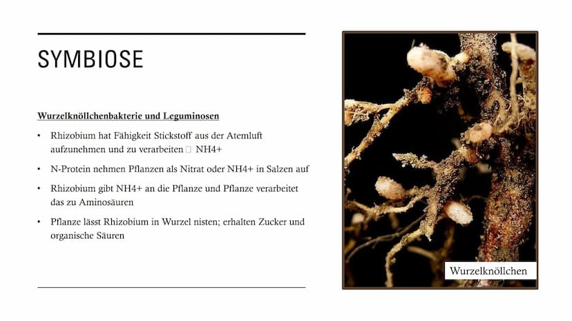 DIE
BEZIEHUNGEN
ZWISCHEN
LEBEWESEN GLIEDERUNG
• Interspezifische Beziehungen
Intraspezifische Beziehungen
●
• Symbiose
●
• Parasitismus
Prob