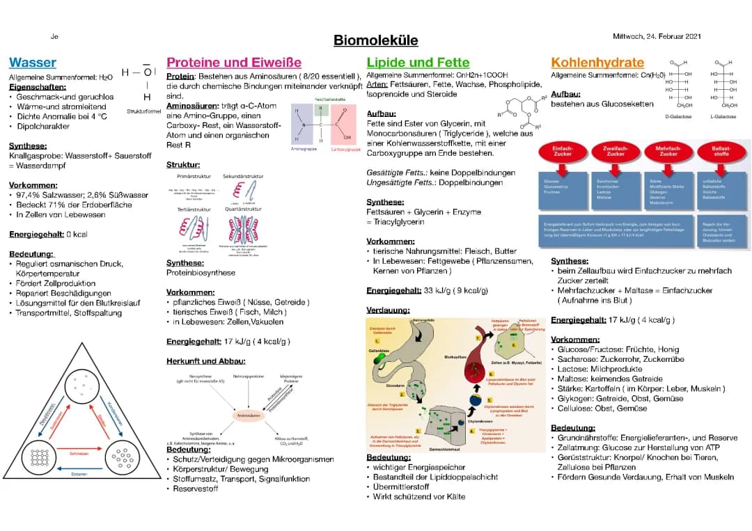 Biomoleküle einfach erklärt: Beispiele, Funktionen und mehr!