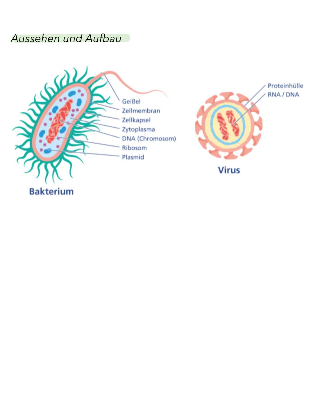 Bakterien & Viren
Gemeinsamkeiten und Unterschiede
Gemeinsamkeiten Klein)
Unterschiede
Bakterien
-nicht mit bloßem Auge erkennbar (mikroskop