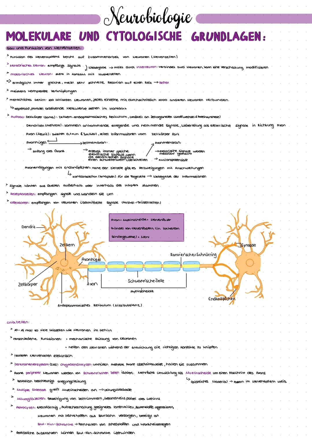 Natrium-kalium-Pumpe.
> pumt lonen gegen ein steiles konzentrationsgefälle
> Konformationsänderung
> mit Hilfe von ATP → Phosphorylierung
Er