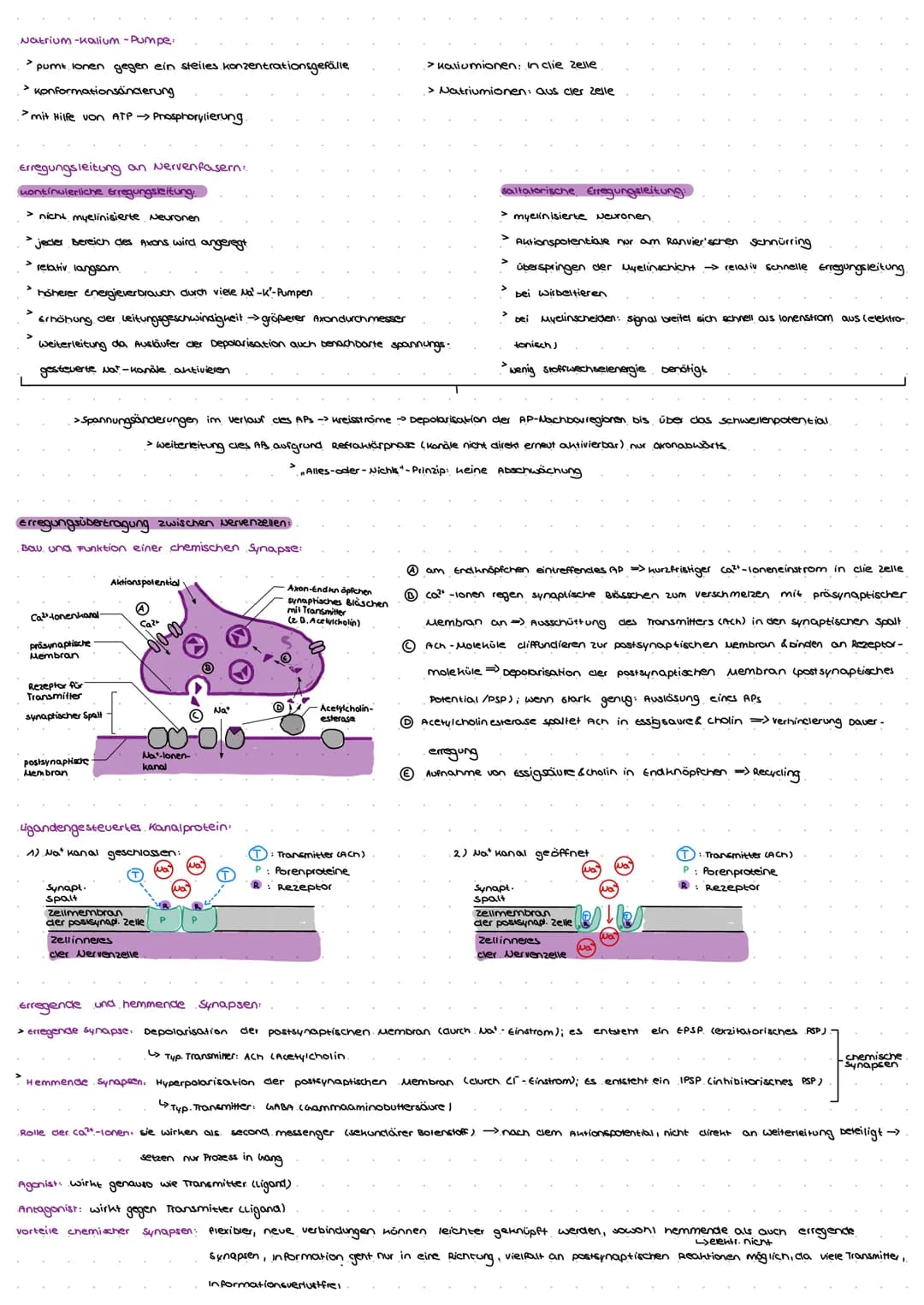 Natrium-kalium-Pumpe.
> pumt lonen gegen ein steiles konzentrationsgefälle
> Konformationsänderung
> mit Hilfe von ATP → Phosphorylierung
Er