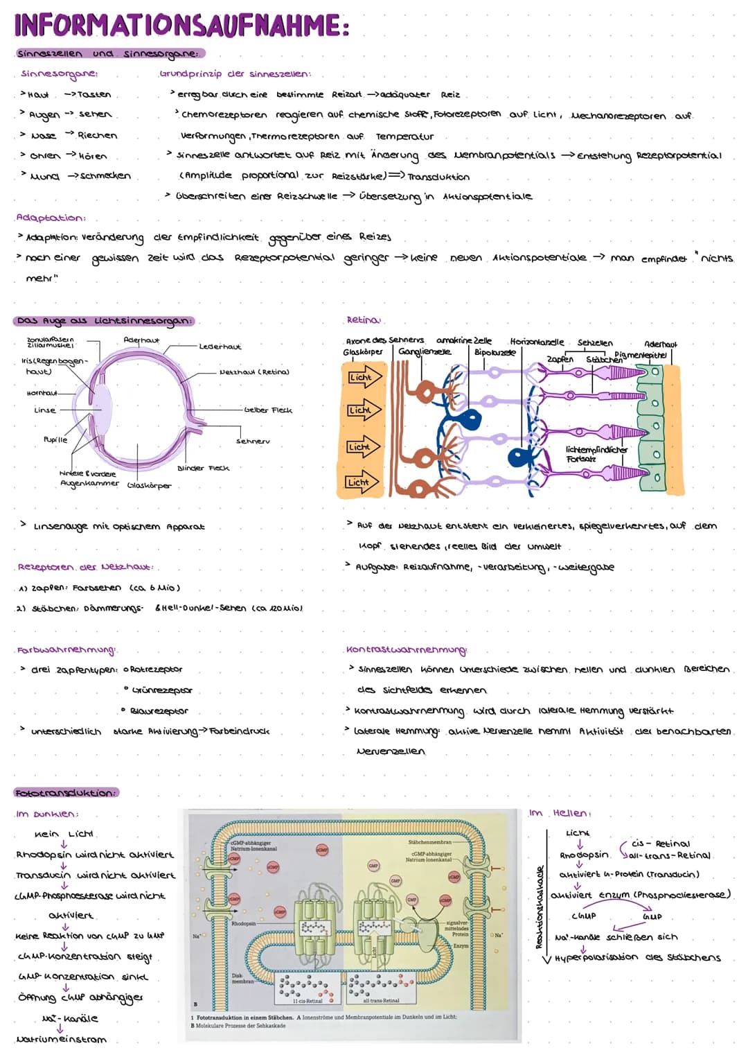 Natrium-kalium-Pumpe.
> pumt lonen gegen ein steiles konzentrationsgefälle
> Konformationsänderung
> mit Hilfe von ATP → Phosphorylierung
Er